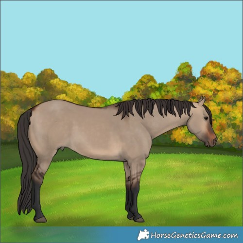 Horse Color:Bay Dun Rabicano 