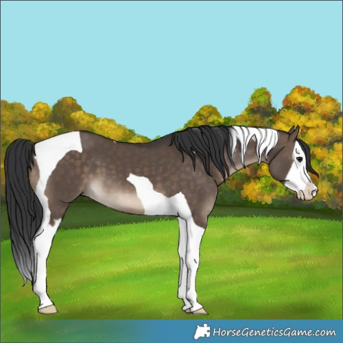Horse Color:White Spotted Brown Dun Splash Tobiano