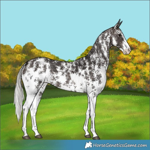 Horse Color:Silver Brown Ice Sabino