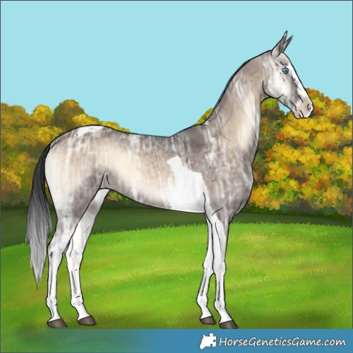 Horse Color:Brown Ice Onyx Sabino Splash Tobiano 