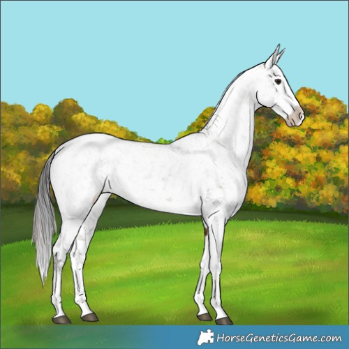 Horse Color:Plaid White Spotted Buckskin Ice Sabino Splash