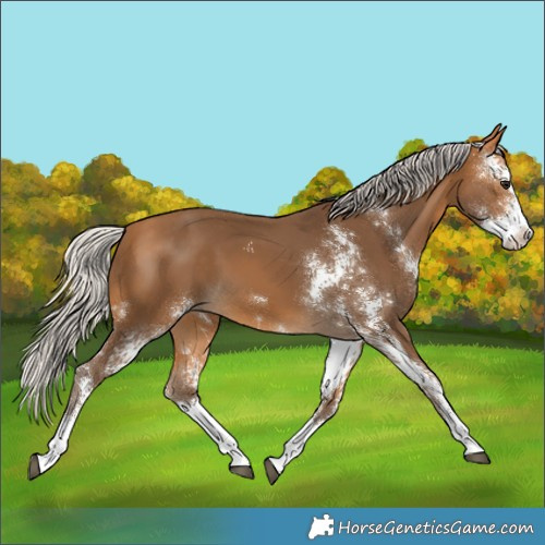 Horse Color:Silver Buckskin Sabino Splash 