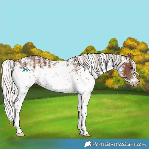 Horse Color:Unknown 
