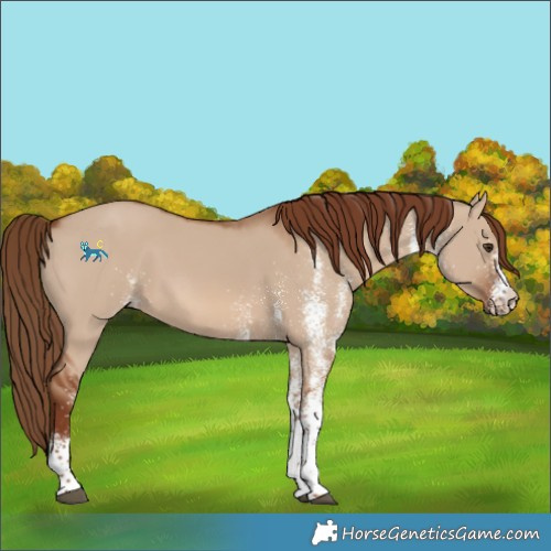 Horse Color:Unknown 