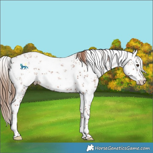 Horse Color:White Spotted Chestnut Sabino 