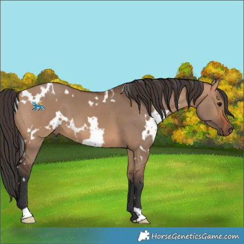 Horse Color:Unknown 