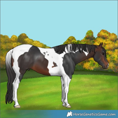 Horse Color:Brown Tobiano