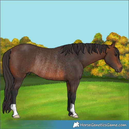 Horse Color:Brown Rabicano