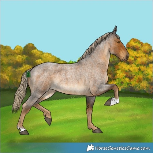 Horse Color:Chocolate Palomino Roan 