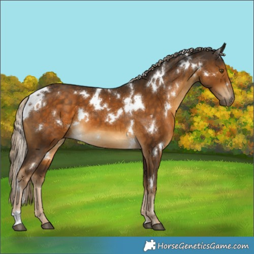 Horse Color:White Spotted Chocolate Palomino 
