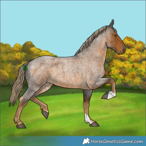 Horse Color:Chocolate Palomino Roan 