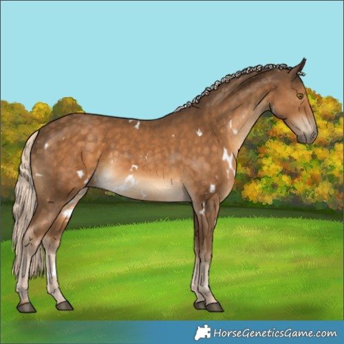 Horse Color:White Spotted Chocolate Palomino 