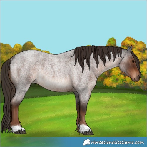 Horse Color:Liver Red Roan Rabicano