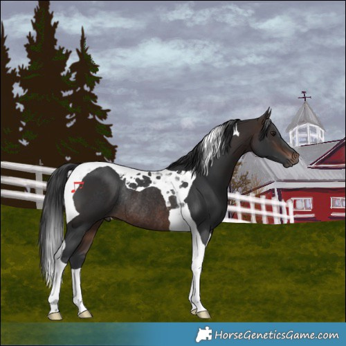 Horse Color:Bay Tobiano Rabicano
