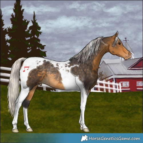 Horse Color:Silver Buckskin Tobiano Appaloosa Rabicano