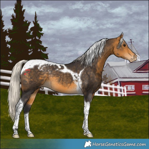 Horse Color:Silver Buckskin Tobiano Appaloosa Rabicano 