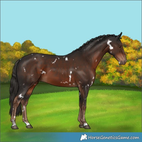 Horse Color:White Spotted Liver Chestnut 