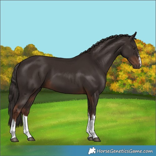 Horse Color:White Spotted Liver Chestnut