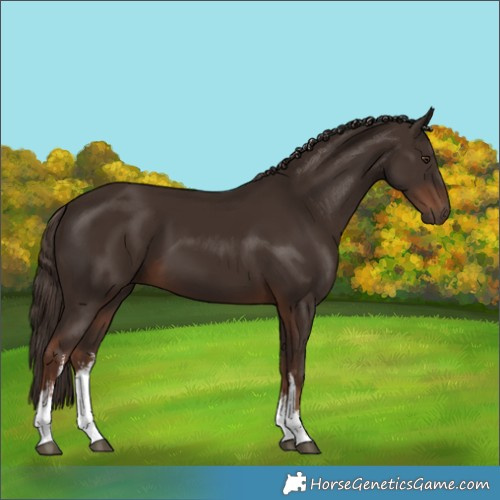 Horse Color:White Spotted Liver Chestnut