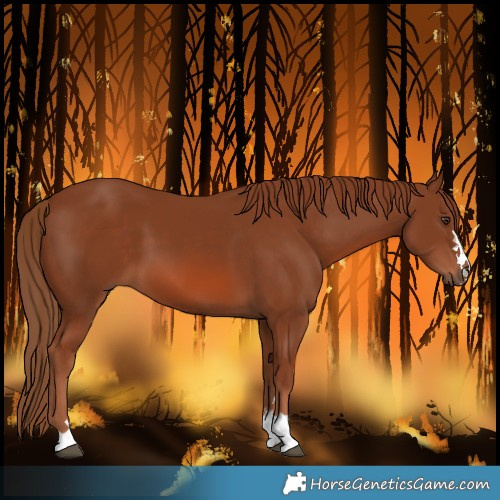 Horse Color:Chestnut 