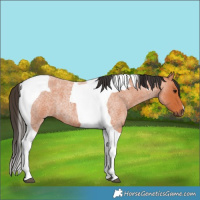 Horse Color:Bay Roan Tobiano