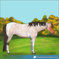 Horse Color:Bay Roan Tobiano 