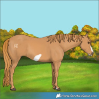 Horse Color:Chestnut Frame