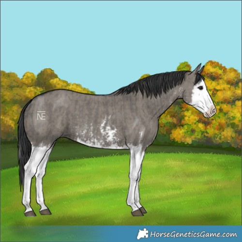 Horse Color:Grullo Sabino Splash  and Grullo Sabino Splash 