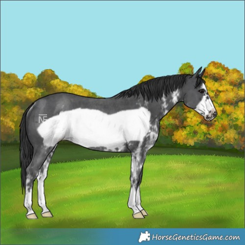 Horse Color:Black Sabino Frame Rabicano 