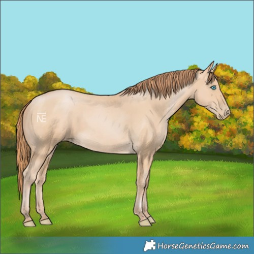 Horse Color:Buckskin Pearl 