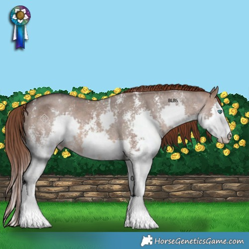 Horse Color:Brown Dun Sabino Splash Appaloosa