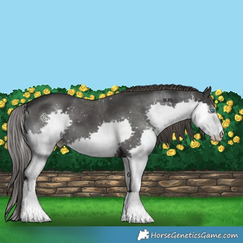 Horse Color:Black Splash Appaloosa 