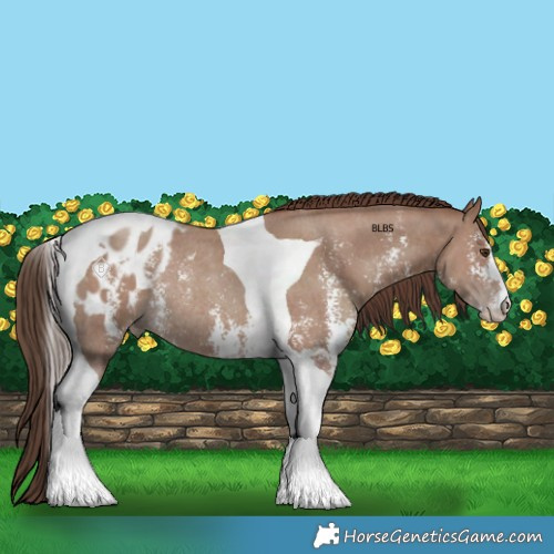 Horse Color:Classic Champagne Sabino Tobiano Blanket Rabicano 