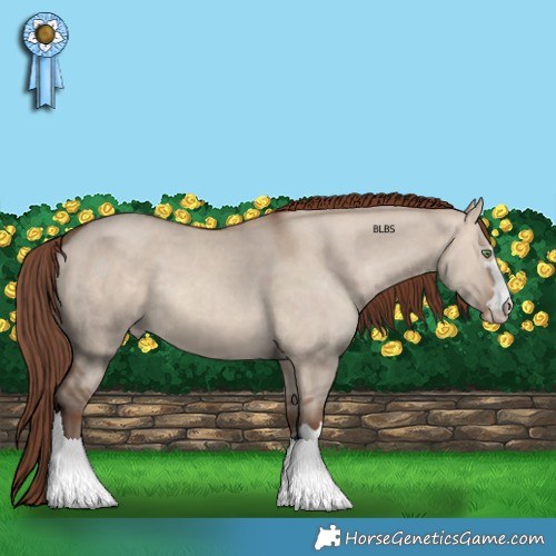 Horse Color:Sable Champagne Dun Appaloosa