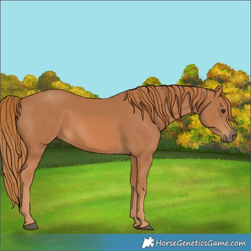 Horse Color:Chestnut 
