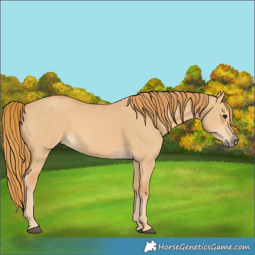 Horse Color:Red Dun