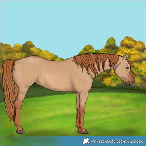 Horse Color:Red Dun 