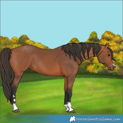 Horse Color:Bay 