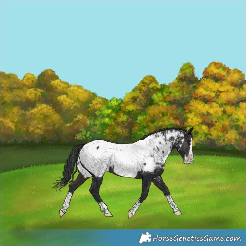 Horse Color:Brown Splash Near Fewspot 