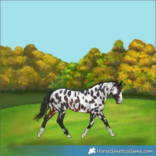 Horse Color:Brown Appaloosa