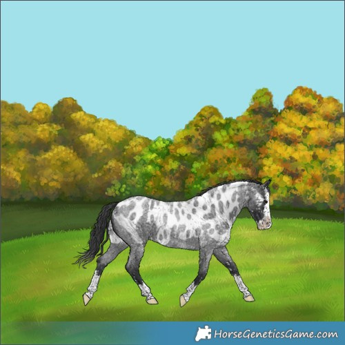 Horse Color:Blue Roan Splash Skewed LP Spotted 