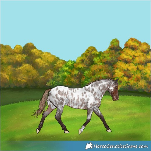Horse Color:Liver Red Roan Near Leopard 