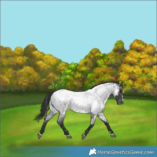 Horse Color:Blue Roan Near Fewspot 