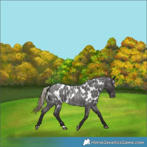 Horse Color:Liver Red Roan Skewed LP Spotted 