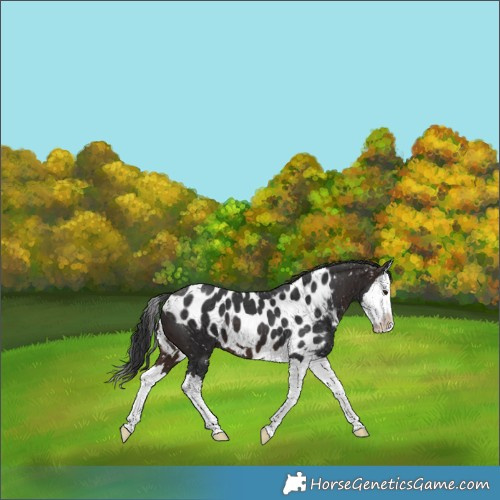 Horse Color:Brown Splash Skewed Appaloosa