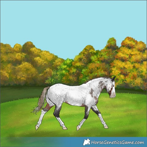 Horse Color:Liver Red Roan Splash Near Fewspot