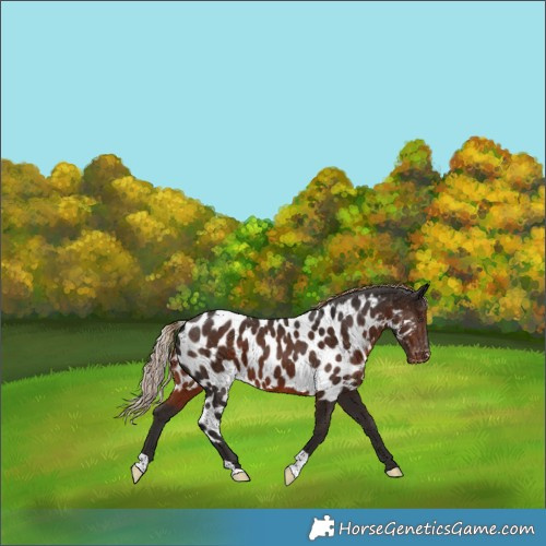 Horse Color:Liver Chestnut Skewed Appaloosa
