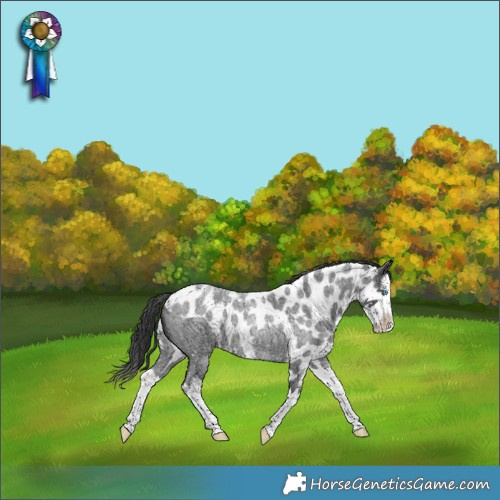 Horse Color:Blue Roan Splash Skewed Appaloosa