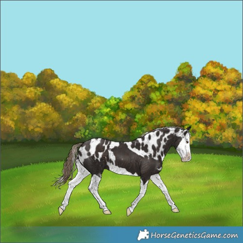 Horse Color:Liver Chestnut Splash Skewed Appaloosa