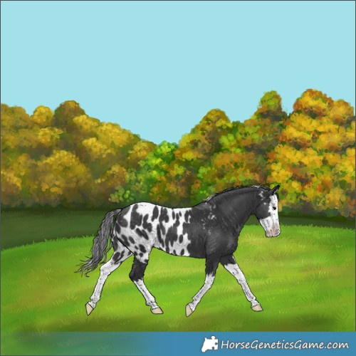 Horse Color:Black Splash Skewed LP Spotted 
